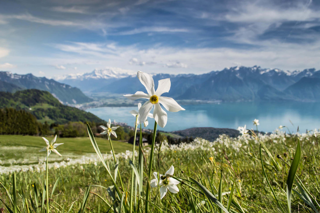 LA SUISSE AU PRINTEMPS