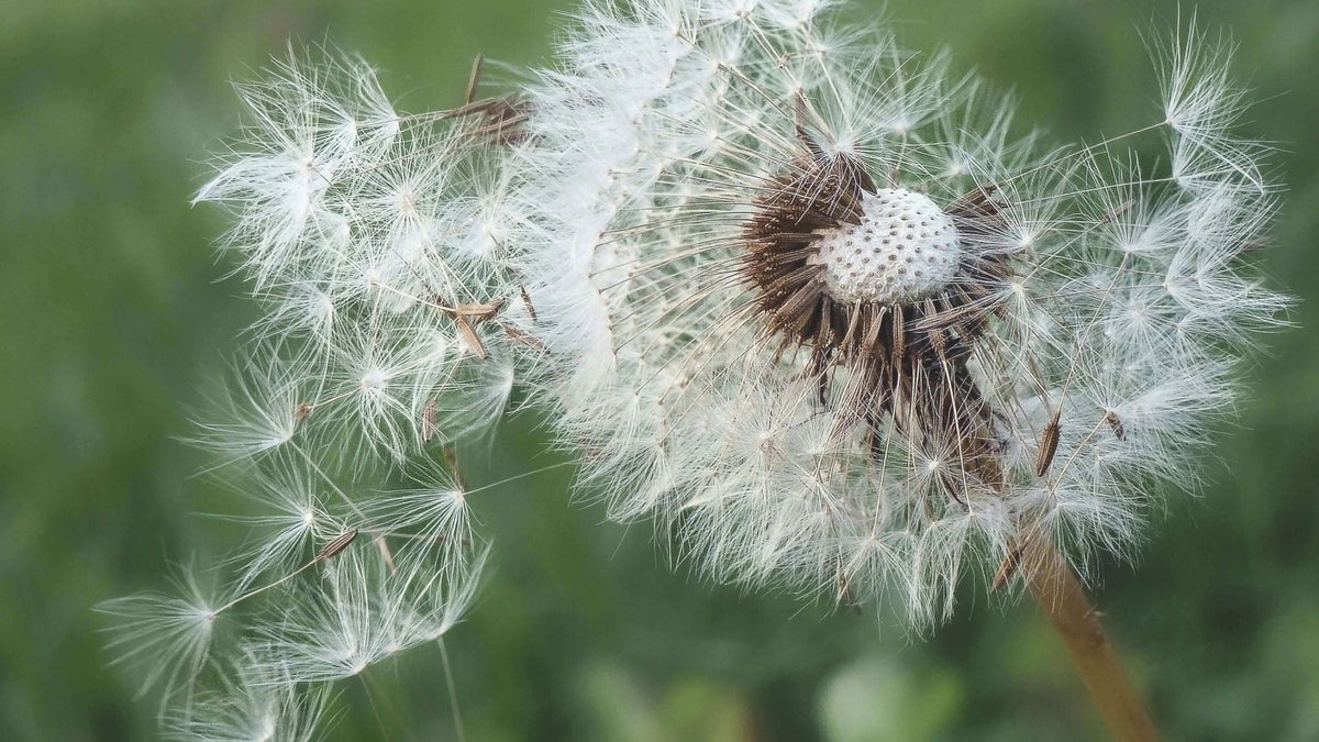 POLLEN ET PEAU CHEZ LES ENFANTS