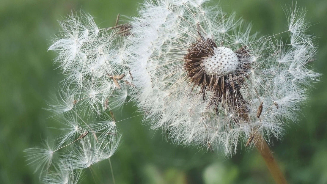 POLLEN ET PEAU CHEZ LES ENFANTS