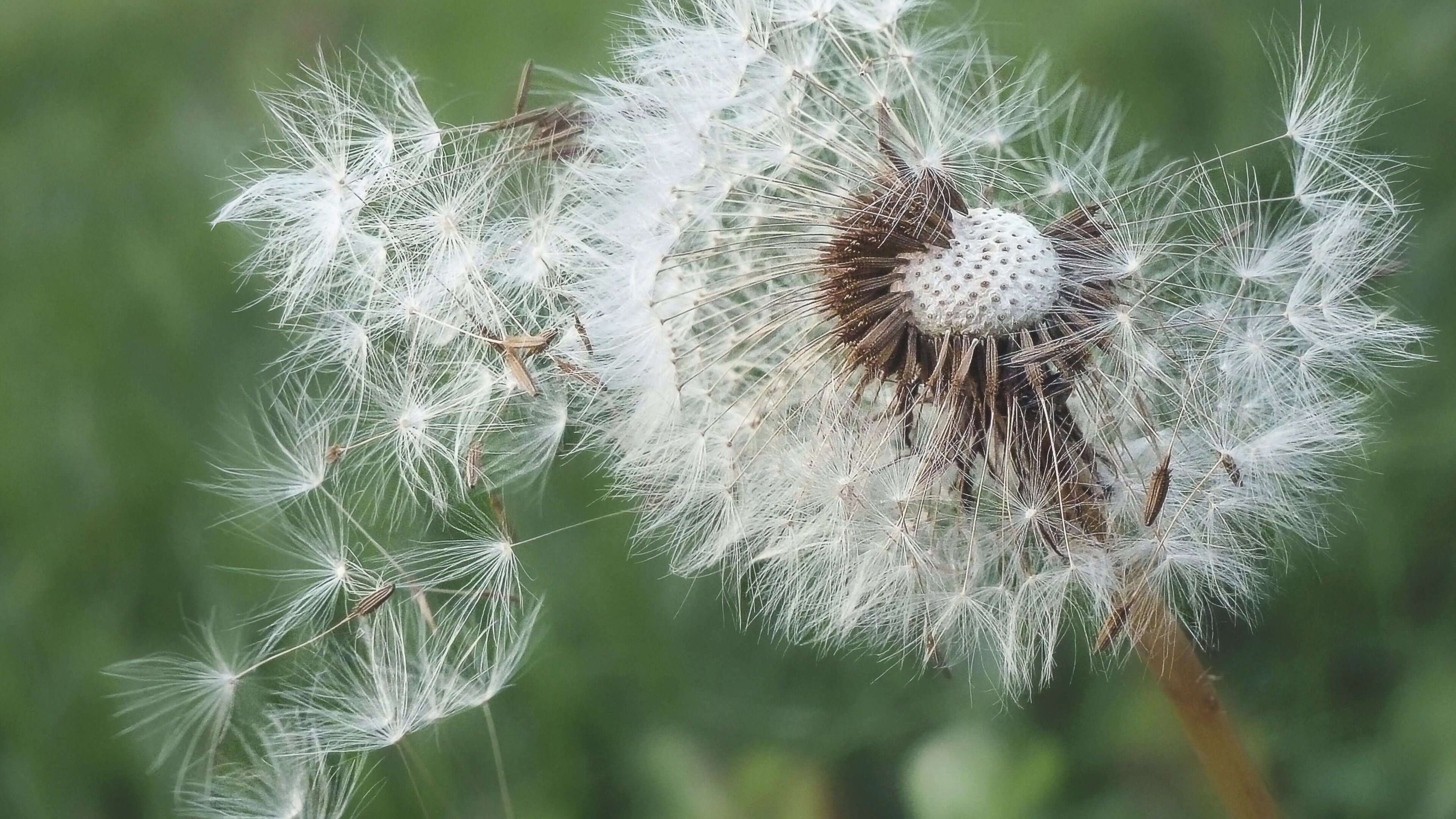 POLLEN ET PEAU CHEZ LES ENFANTS